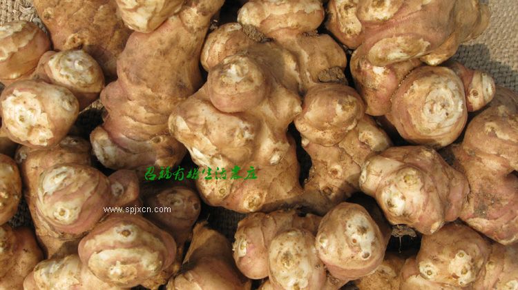 菊芋粉加工設(shè)備